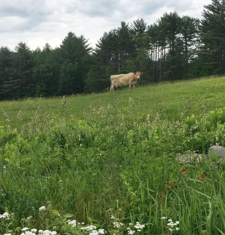 Bobs Cow