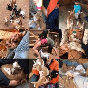Goat Barn Goats