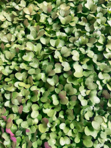 Again and Again Microgreens