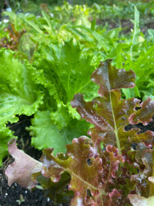 Again and Again Lettuce