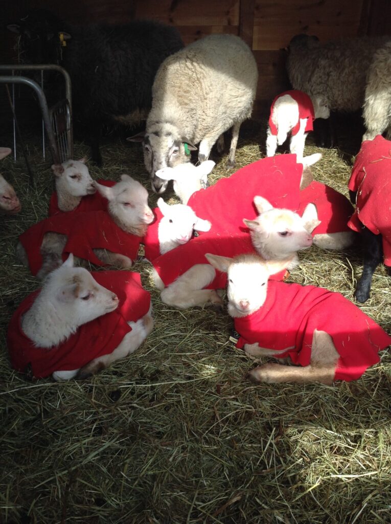 Stonehedge Sheep
