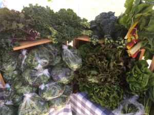 Waxing Moon Lettuce
