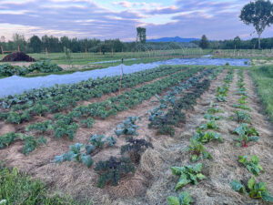 Waxing Moon Gardens