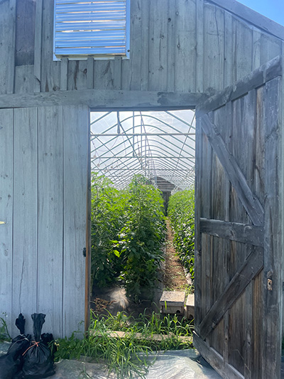 Door into the greenhouse