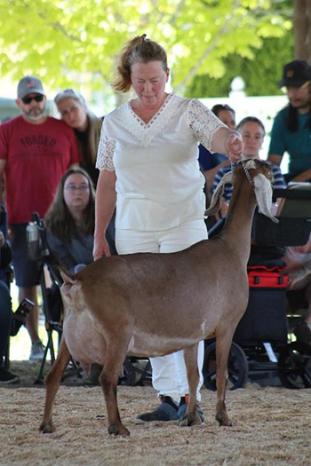 Rams Farm Vicky and Goat