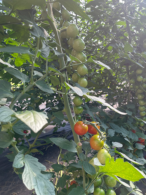 Tomatoes Mountain Heartbeet Farm