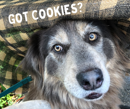 Cute dog with the words Got Cookies?