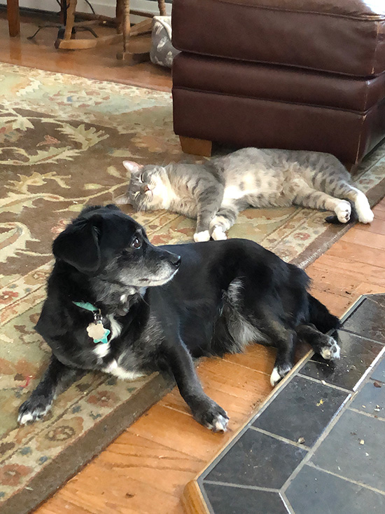 Val's pets
