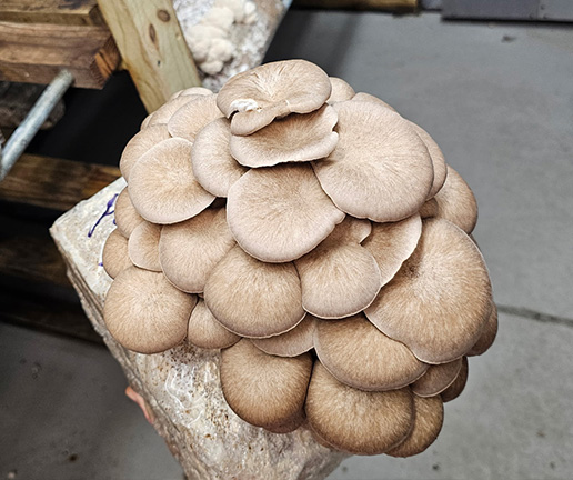 Mushrooms
