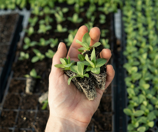 Plant starts