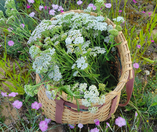 Spirit Brook Farm Yarrow